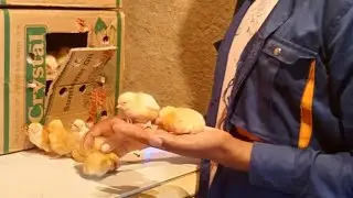 The_only_TV  part2 imashini_irarira_ikana_turaga_amagi #imashini_ibundikira_amagi #chickenincubator