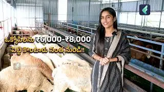 Amingad Sheep Farming in Telugu | How to Start Amingad Sheep Farming? | Amingad Sheep Breed