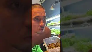 Микрозелень Подсолнух - Лайфхак замачивания