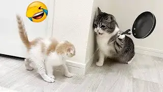😂🐱 You&rsquo;ll Cry Laughing &mdash; Top Funny Cats of 2025