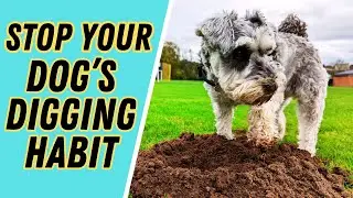 How to Get Your Dog to Stop Digging in the Yard