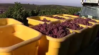 Traubenernte Gew&uuml;rztraminer