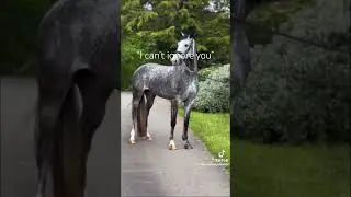 Dappled grays🩵🩵🩵🩵🩵🩵🩵🩵🩵🩵🩵🩵 #horse #grays #equestrian #horsey #dappled gray