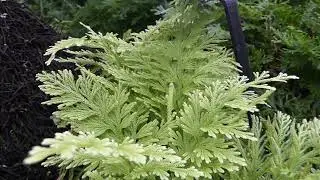 Selaginella pallescens &acute;Aurea&acute;