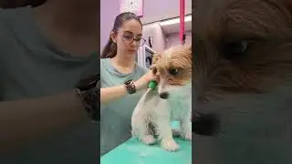 Handstripping a Jack Russell Terrier!