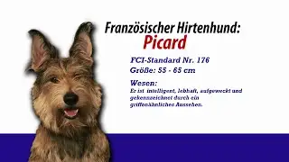 Meister PETz TV - Franz&ouml;sische Hirtenhunde Picard