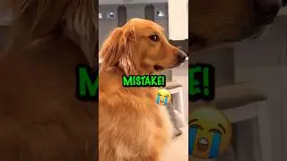Смешные имена для щенков золотистого ретривера! ❤️