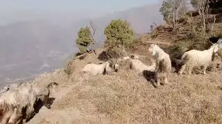बकरियां भूखी मर जाएगी || बारिश बिना धरती जल रही है Himalayan shepherd Himalayan got