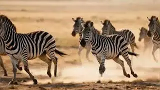 &ldquo;Life of the Zebra: Stories from the African Savanna&rdquo;