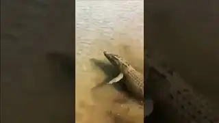 Ohh Gorgon? 🐊 #shorts