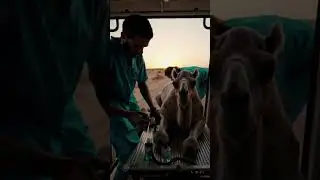 Helping a poor camel  #aianimals #cow #roboticanimals #futureofnature #farming #aiwildlife