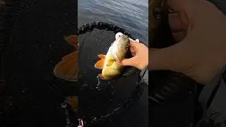 Keitech Easy Shiner este printre cele mai populare gume japoneze pentru pescuitul la salau sau biban