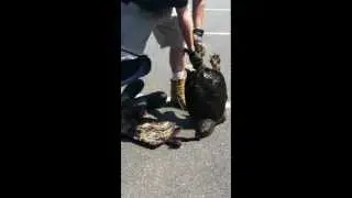 Biogenidec Weston Snap Turtle