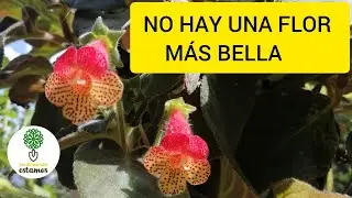 KOHLERIA AMABILIS,HERMOSA PLANTA DE MULTIPLES FLORES.