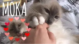 ASMR | Petting my cute cat (+ licking sounds)