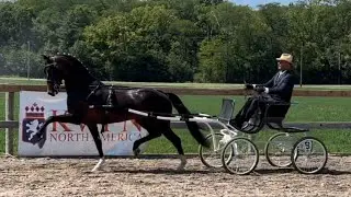 KWPN-NA Harness Horse keuring at Wim Cazemier Equine Center (IN)- Sept 1 & 2, 2023