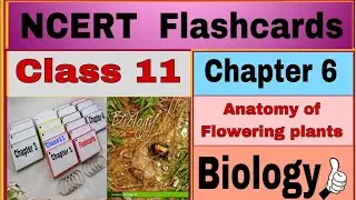 ANATOMY OF Flowering plants NEET BIOLOGY FLASHCARDS🔥|| ANATOMY FLASHCARD||🔥|| class 11th chapter 6||