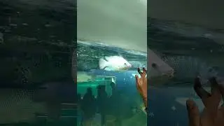 #fish #kids #underwateraquarium #exhibition #shorts #viral #trending #tour #outdoors #amazing #funny