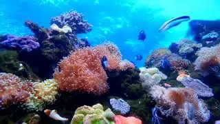 Destresser- Relax music with nature -Descansar-