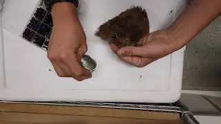 How to make a bobcat cage trap attractant