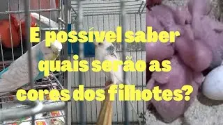 É possível saber quais serão as cores dos filhotes?