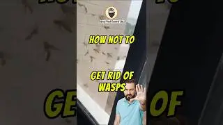 🚫🐝 NEVER Do This to Wasps! | Getting Rid of Wasps | Edmonton Pest Control