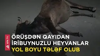 Ucarda 50 başdan çox iribuynuzlu heyvan tələf olub – APA TV