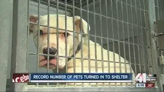 Pets left out in the cold flood local shelter