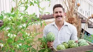 All About Artichokes with Kyle Hagerty from Urban Farmstead!