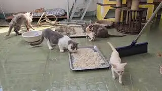 Big cat family dinner😺🙀 but louder and cuter🥰😍!
