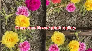 Moss rose & bird sounds ( beautiful flower plant topiary)