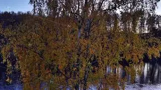 Silhouetted Trees Reflect Calm Water, Serene Twilight Landscape With Amber Leaves And Tranquil Water