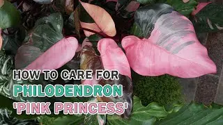 Как ухаживать за филодендроном Пинк Принцесс