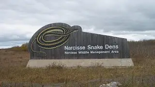 Narcisse Snake Dens | Manitoba&rsquo;s Incredible Snake Migration