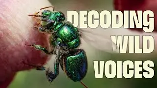 Talking Without Words: How Animals Share Secrets and Warnings | FULL DOCUMENTARY | Wildest Survival