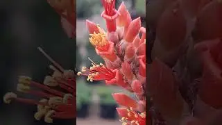 Ocotillo In Bloom - Desert Flowers #succulents #cactus #flower