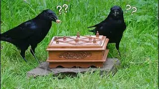 Testing a Wild Crow&rsquo;s Intelligence with a Box Puzzle