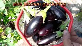 how to grow maximum brinjal in a small basket||brinjal harvesting||how to grow brinjal at home