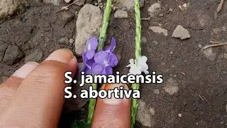EM - Stachytarpheta jamaicensis Vs Stachytarpheta abortiva