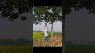 The flowers of our mustard field have passed away from us for a year.#shorts #shortvideo #viral