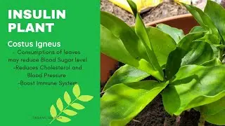Costus Igneus Insulin Plant Propagation  Soak in water till it start rooting repotting propagating