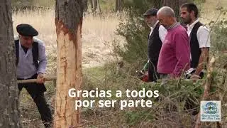 Corta y pela de madera 2025-  Escuela ganchera - Gancheros del Alto Tajo