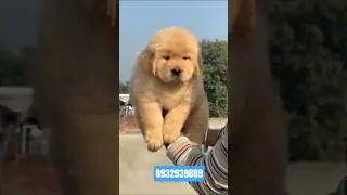 Golden Retriever Puppy for Sale 🐶 | Top Quality | Healthy & Active#GoldenRetriever#shorts#shortsfeed