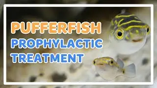 Pufferfish Prophylactic Treatment (FOR NEW PUFFERFISH)
