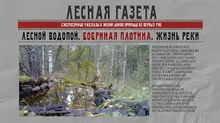 Лесная газета. Выпуск пятый.