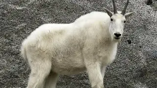 6WRLD - GOAT