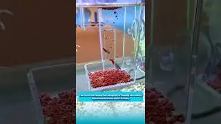 Двухслойный ящик для кормления рыб, предназначенный для плавающего и тонущего корма, экономичный ...