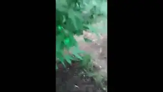 PotPlants #6