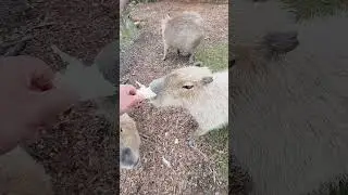 Сладость капибары