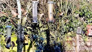 Wild Garden Feeder Frenzy (December 26th)